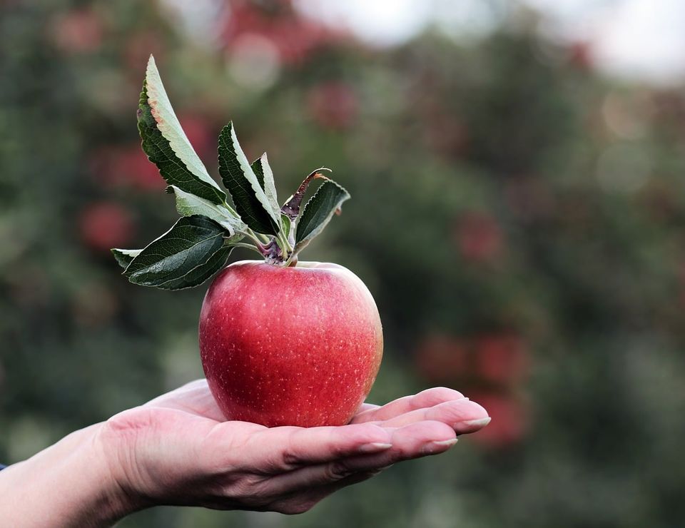  “POST-FRUIT” è il nuovo progetto per il miglioramento dei sistemi di conservazione della frutta “dopo raccolta”: prodotti più sicuri grazie al progetto di Agrion e Agroinnova.
